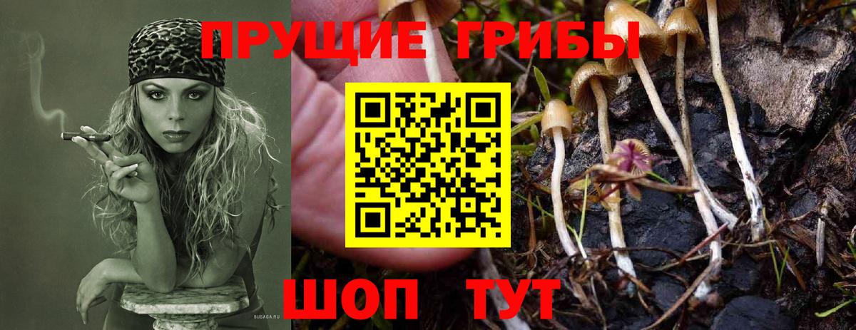 Псилоцибиновые грибы MAGIC MUSHROOMS  купить   Псилоцибиновые грибы прущие грибы  Тосно  Вход с VPN 
